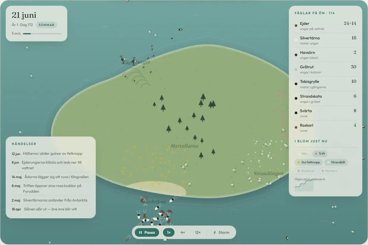 Trutskär's simulation at midsummer: 114 birds on the island, eider ducklings on the water, the slabs yellow with blooming stonecrop